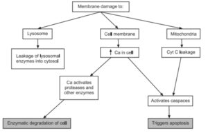cell injury, irreversible cell injury, mechanism of cell injury, pathogenesis of cell injury, morphology of cell injury , most pathognomonic sign of irreversible cell injury, causes of cell injury, cell injury pathology, reversible cell injury