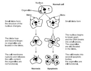 cell injury, irreversible cell injury, mechanism of cell injury, pathogenesis of cell injury, morphology of cell injury , most pathognomonic sign of irreversible cell injury, causes of cell injury, cell injury pathology, reversible cell injury