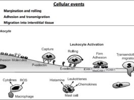 mechanism of inflammation, mechanism of inflammation pathophysiology, molecular mechanism of inflammation, acute vs chronic inflammation, difference between acute and chronic inflammation what is acute inflammation, list 4 signs that suggest acute inflammation in a joint , acute inflammation of the lungs, acute inflammation, vascular event definition, g1 is associated with which of the following cellular events, sequence of events in cellular respiration, correct sequence of events in cellular respiration, phagocytic cells, Phagocytosis, Chemotaxis, Transmigration, Rolling and Adhesion, Changes in the formed elements of blood, Exudation of leukocytes, Cellular Events, Other Mechanism, Endothelial injury mediated by leukocytes, Direct injury to endothelial cells, Retraction of endothelial cells, Contraction of endothelial cells, Altered vascular permeability, Haemodynamic changes, Vascular Events,