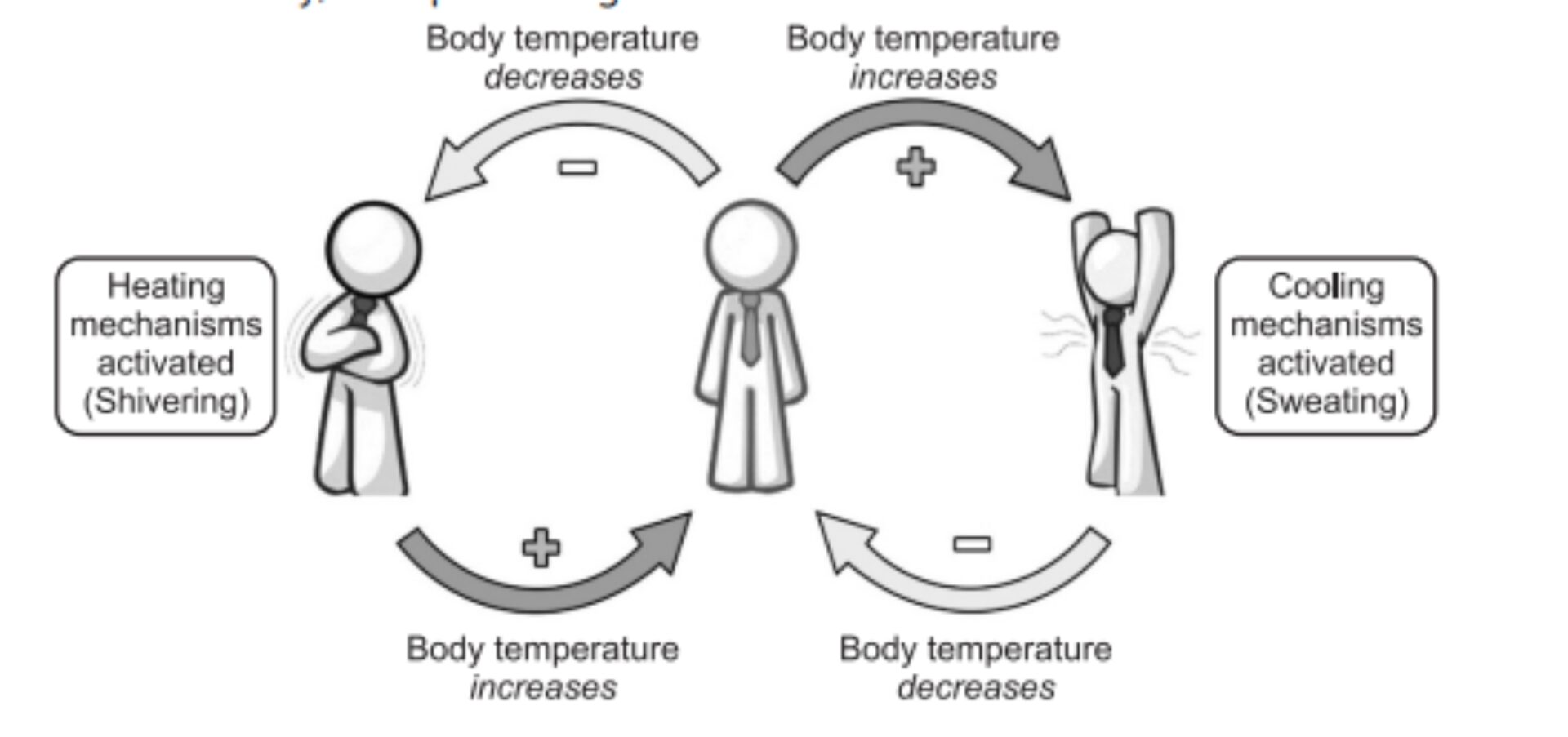 examples-of-negative-feedback-loops-yourdictionary