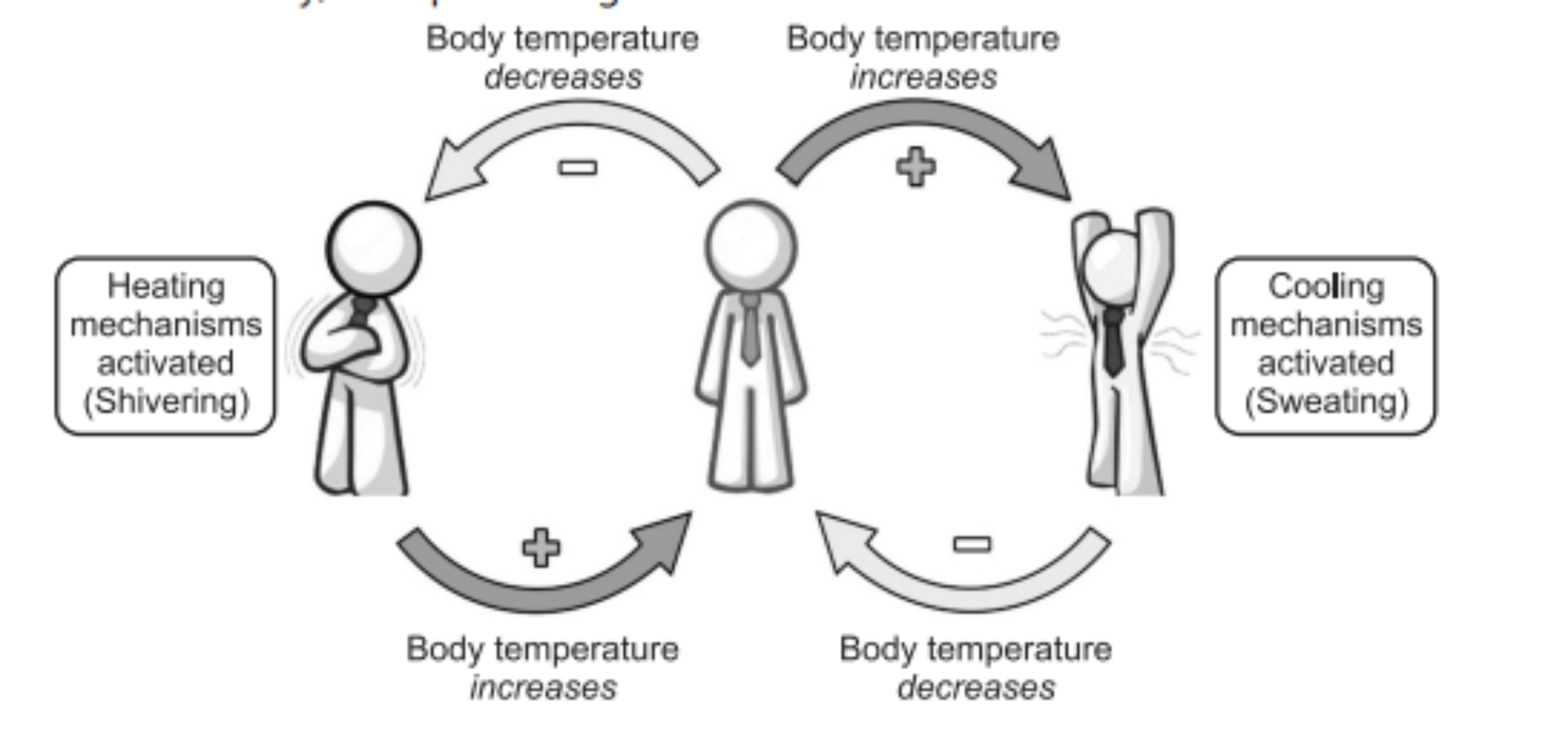 Positive Feedback Mechanism Vs Negative Feedback Mechanism Adaptation 