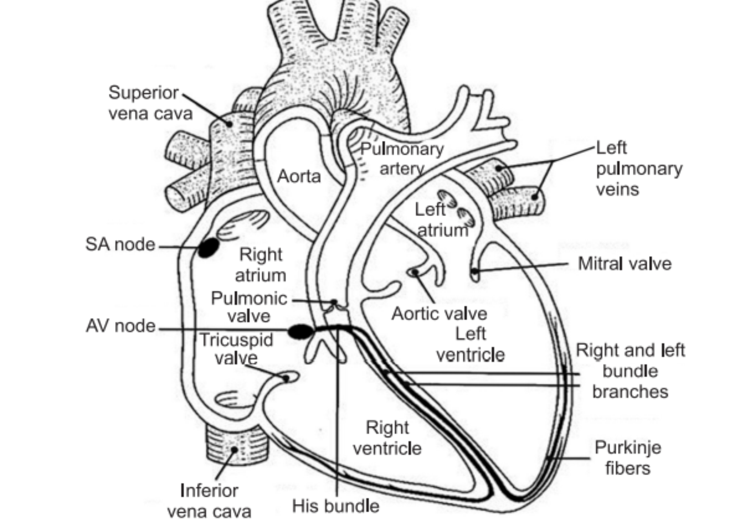 Cardiovascular System | Anatomy of the Heart - Pharmacy Medicine Drugs