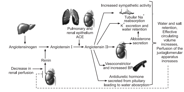 Hypertension (high Bp) 