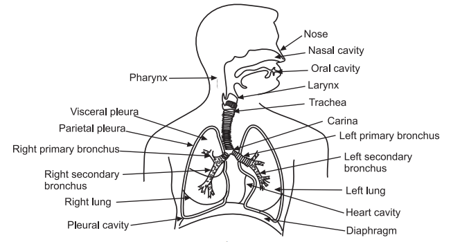 respiratory system, respiratory system diagram, respiratory system function, what is the purpose of the respiratory system, what is the respiratory system, what is the purpose of the respiratory system, what is the respiratory system, what does the respiratory system do, what is the main function of the respiratory system, what is the function of the respiratory system, repatory system, repatory system, respirtory system, respitory system, respritory system, respiratory system cells tissues and cells , function of the respiratory system, the respiratory system , what does the respiratory system do , what is the main function of the respiratory system , quizlet on respiratory system , respiratory system 3d model , respiratory system powerpoint, the ________ is shared by the respiratory and digestive systems, respiratory system case study answer, 3.01 medical terminology chart respiratory system , brainpop respiratory system, pig respiratory system, respiratory system worksheet, a&p 2 lab practical respiratory system , respiratori system, how does the respiratory system works, function of the respiratory system: , what is respiratory system., what is respiratory systems, 3 facts about the respiratory system, 30 surprising facts about the respiratory system, 5 fun facts about the respiratory system, agnatha respiratory system, alcohol suppresses the respiratory system., respiratory system and nervous system, respiratory system label, respiratory system in space, fun facts about the respiratory system, respiratory and digestive system, respiratory system quizlet, which of the following are functions of the respiratory system , how does the respiratory system maintain homeostasis, how does the respiratory system help maintain homeostasis, respiratory system drawing, which of the following are functions of the respiratory system , how does the respiratory system help maintain homeostasis, how does the respiratory system maintain homeostasis, how does respiratory system maintain homeostasis, is the esophagus part of the respiratory system , how does the respiratory system work with the digestive system , is esophagus part of the respiratory system, how does stress affect your respiratory system, how does the digestive system work with the respiratory system , what does cilia do in the respiratory system,
