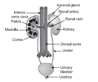 renal system, renal system., age related changes in the renal system result in, duplicated left renal collecting system, renal portal system, what is a renal system, what is the renal system, what is the function of the renal system, how does mechanical ventilation affect the renal system, is liver part of renal system, the renal system, renal urinary system, what is a renal system, kidney and urinary system, kidney renal system, ati learning system 3.0 renal and urinary, the renal system compensates for, mcat renal system , physioex renal system physiology, renal denervation system , renal nephrometry scoring system, renal portal system mcat , age related changes in the renal system result in , age-related changes in the renal system result in: , duplicated left renal collecting system, duplicated renal collecting system, duplicated renal collecting system radiology , congenital anomalies of renal system,