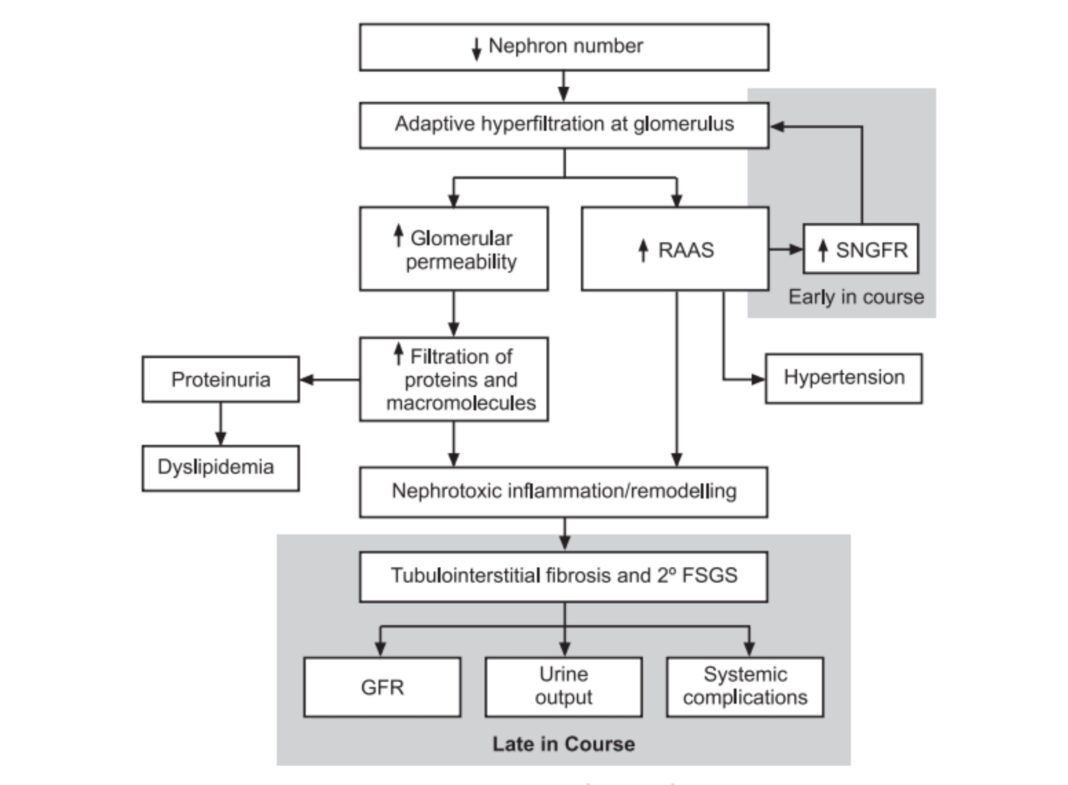 chronic-renal-failure-definition-causes-pathophysiology-of-crf