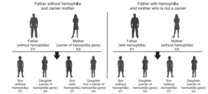 Hemophilia,hemophilia, what is hemophilia, hemophilia a, hemophilia definition, hemophilia b, what is hemophilia, what is a hemophilia, what hemophilia, is hemophilia sex linked, is hemophilia dominant or recessive, hemophiliia, haemophila, hemophillia, hemopheliac, hemophilia symptoms , hemophilia treatment, hemophilia. , symptoms of hemophilia, what is a hemophilia , hemophilia and thrombosis center, indiana hemophilia and thrombosis center, living with hemophilia , hemophilia of indiana , life with hemophilia , baxter hemophilia products , icd 10 code for hemophilia, hemophilia assistance program, hemophilia foundation of michigan , support groups for hemophilia, life expectancy of someone with hemophilia, novo nordisk hemophilia, hemophilia factor 8 dosage calculation , hemophilia clinical case, hemophilia patient support programs , hemophilia of georgia , facts about hemophilia, hemophilia icd 10, porphyric hemophilia , punnett square for hemophilia, punnett square hemophilia , national hemophilia foundation, hemophilia c , hemophilia punnett square, hemophilia a inheritance , hemophilia life expectancy , how do you die from hemophilia , women's hemophilia , hemophilia genotype , hemophilia pedigree , hemophilia joint bleed , desmopressin hemophilia, csl behring hemophilia b,