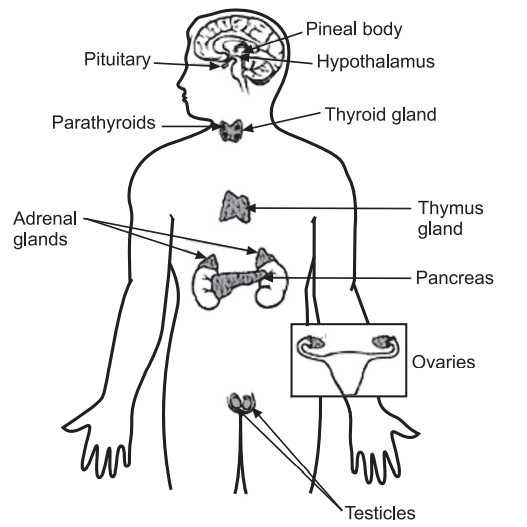 Endocrine System, endocrine system, endocrine system function, endocrine system organs, what is the endocrine system , the endocrine system, what is the endocrine system, what does the endocrine system do, what is the function of the endocrine system, what are endocrine system, what endocrine system, endocrin system, endocrine sustem, endocrine systerm, endocrine systm, endocrine systme, what does the endocrine system do , endocrine system diagram , endocrine system diseases , functions of the endocrine system , endocrine system labeled, endocrine system quizlet , endocrine system concept map, the endocrine system quizlet, how does the endocrine system affect the excretory system apex, anatomy 2 endocrine system quiz , match the following: endocrine system, brainpop endocrine system quiz answers , endocrine system case studies answer key , endocrine system drawing, how does the endocrine system affect the excretory system, endocrine system study guide, anatomy 2 endocrine system quiz , most common cancer of the endocrine system, endocrine system cancer , herbs for endocrine system , herbs for the endocrine system, endocrine system test , endocrine system nclex questions, endocrine system supplements, endocrine system review, endocrine system nursing, activities for endocrine system, labeling the endocrine system, label the endocrine system , endocrine system quiz, compared to the nervous system the endocrine system, endocrine system labeling, endocrine vs nervous system similarities, endocrine system fun facts, endocrine system worksheet, nervous system vs endocrine system, quiz for endocrine system,