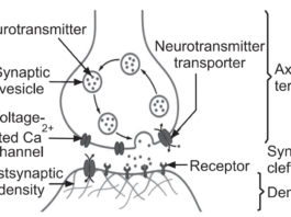 nervous system , parasympathetic nervous system, autonomic nervous system, sympathetic nervous system, central nervous system, what is the nervous system, what does the nervous system do , what is the function of the nervous system, how does the nervous system work, what is the central nervous system, neervous system, nervos system, nervous sysem, nervous sysetm, nervouse system, peripheral nervous system, somatic nervous system, nervous system function , nervous system. , the nervous system , nervous system chart , nervous system concept map , nervous system flow chart, chart nervous system , nervous system drawing , nervous system worksheet, interest based nervous system, aes nervous system quiz , autonomic nervous system quizlet, draw the nervous system, nervous system virtual lab , chiropractic nervous system, nervous system chiropractic , balancing the nervous system, nervous system interactive simulation , functional nervous system test for migraines, autonomic nervous system headaches, how to desensitize nervous system, apollo nervous system , how does epilepsy affect the nervous system, essential oils to calm nervous system, how to down regulate nervous system ,