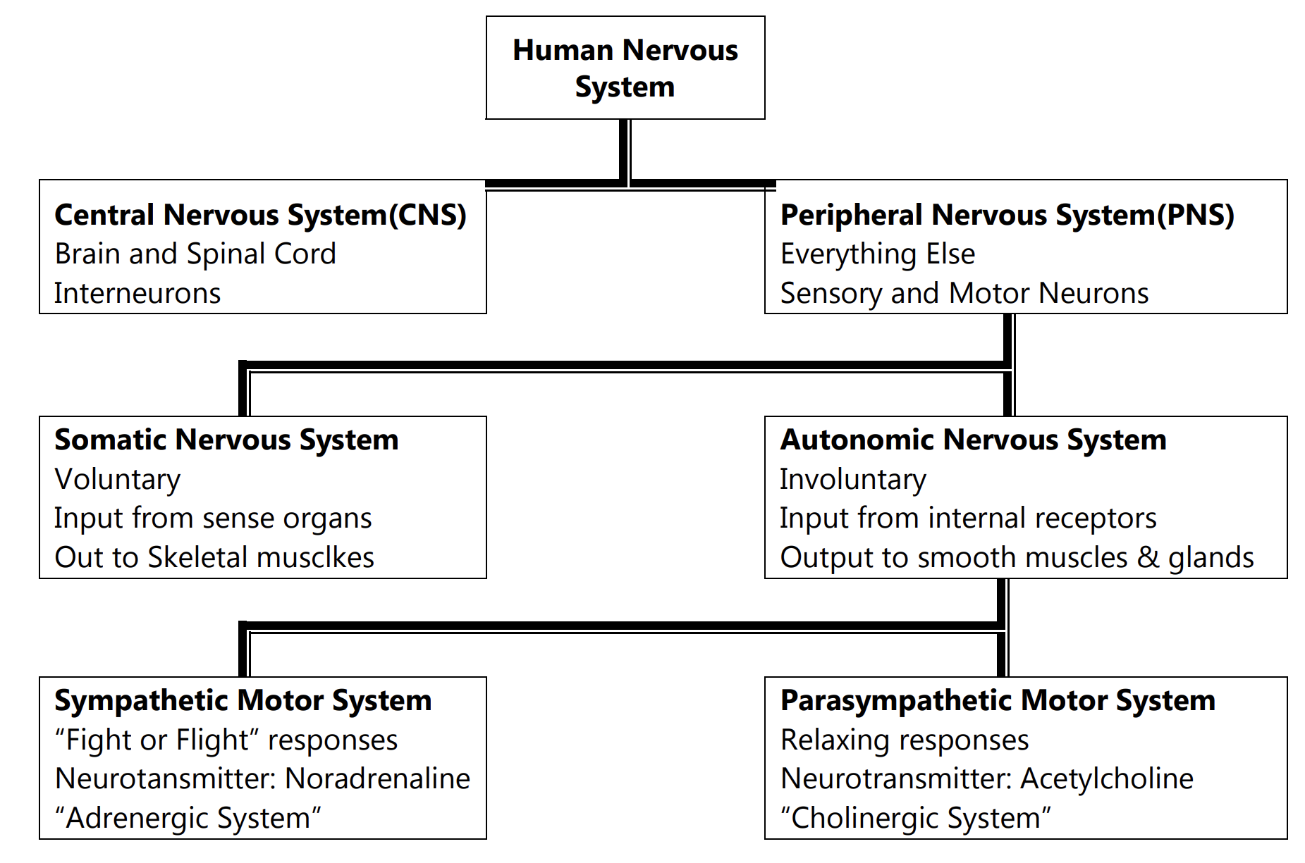 Nervous System Definition And Its Classification Flow Chart | FAQ Answers